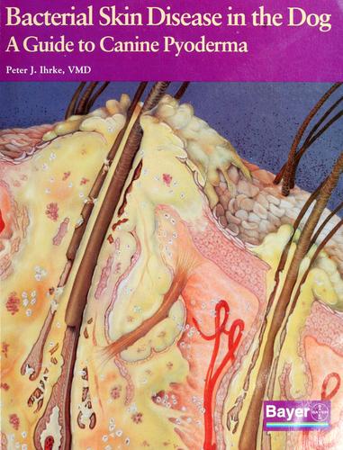 Bacterial skin disease in the dog