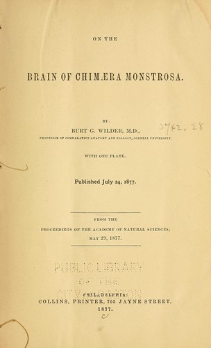 On the brain of Chimæra Monstrosa