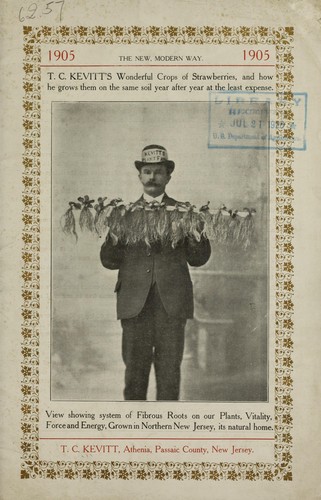 T. C. Kevitt's wonderful crops of strawberries and how he grows them