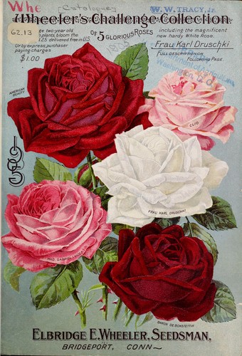 Wheeler's challenge collection of five glorious roses