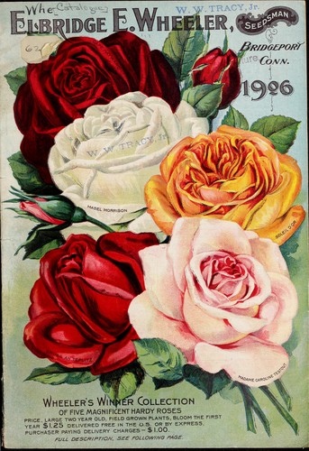 Wheeler's winner collection of five magnificent hardy roses