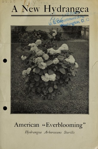 A new hydrangea