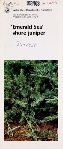 'Emerald sea' shore juniper