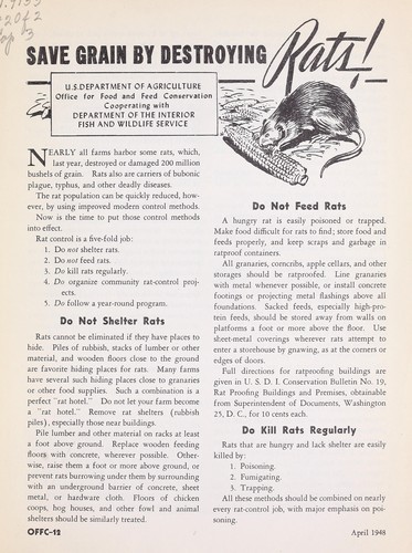 Save grain by destroying rats!