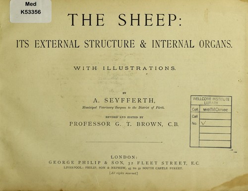 The sheep
