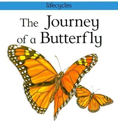 The Journey Of A Butterfly