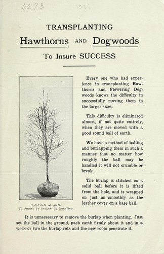 Transplanting hawthorns and dogwoods to insure success
