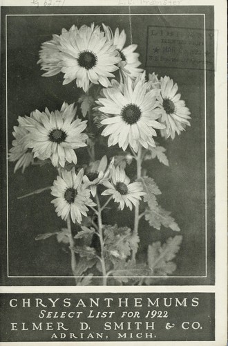 Chrysanthemums