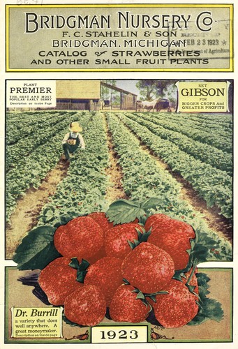 Catalog of strawberries and other small fruit plants