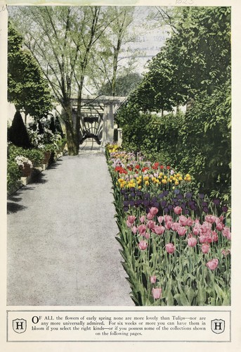 Hunt's big collections of spring-flowering bulbs