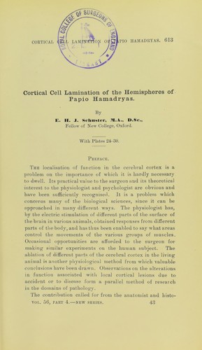 Cortical cell lamination of the hemispheres of Papio hamadryas