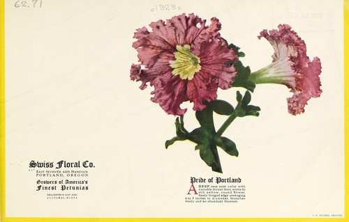 Portland petunias