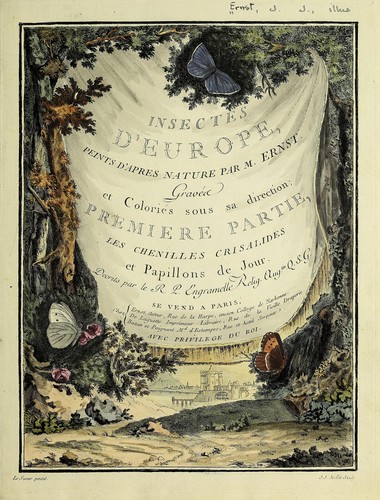 Papillons d'Europe, peints d'après nature