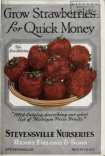 Grow strawberries for quick money