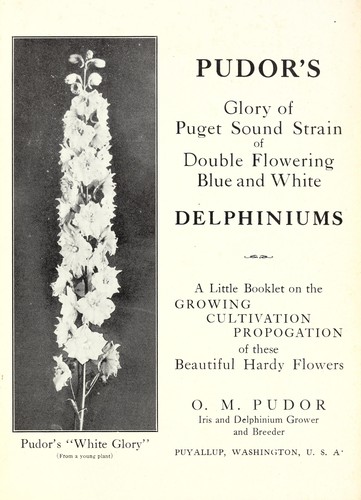 Pudor's glory of Puget Sound strain of double flowering blue and white delphiniums