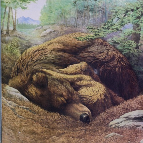 Baby grizzly