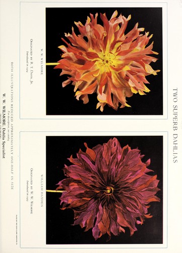 Two superb dahlias