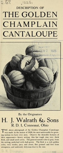 Description of the golden Champlain cantaloupe