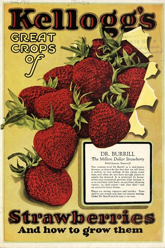 Kellogg's great crops of strawberries and how to grow them