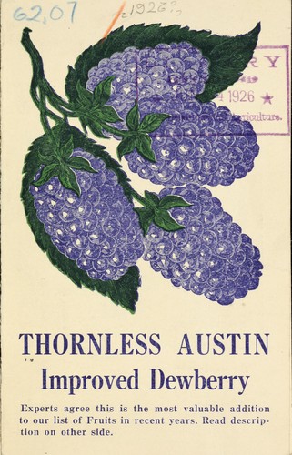 Thornless Austin improved dewberry