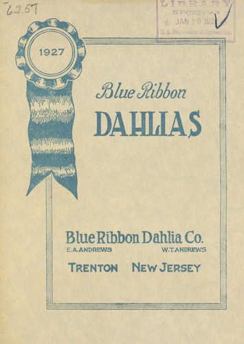 Blue ribbon dahlias