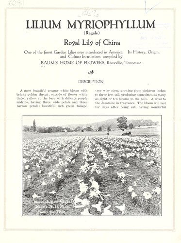 Lilium myriophyllum (regale) royal lily of China