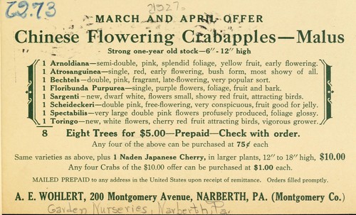 Chinese flowering trees crabapples-Malus