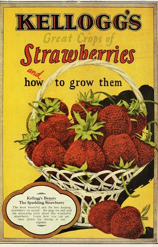 Kellogg's great crops of strawberries and how to grow them