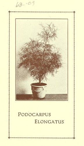 A superbly beautiful and hardy new house plant, Podocarpus Elongatus