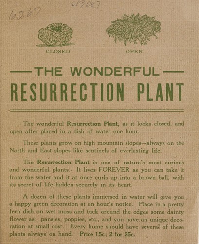 The wonderful resurrection plant