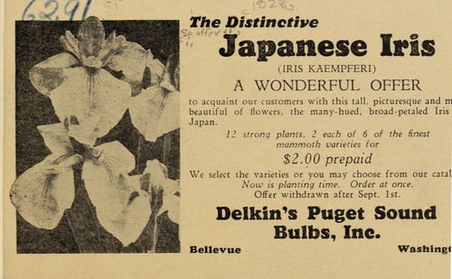 The distinctive Japanese iris