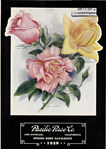 Spring rose catalogue