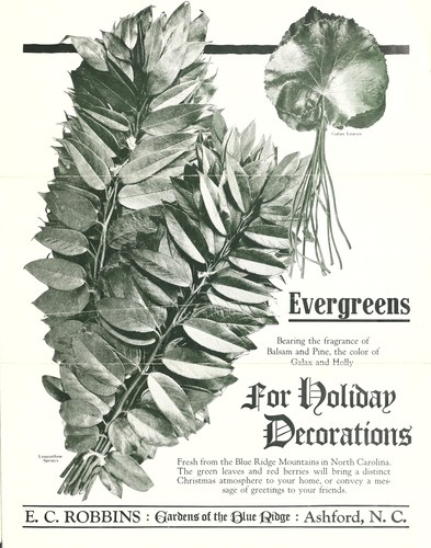 Evergreens for holiday decorations