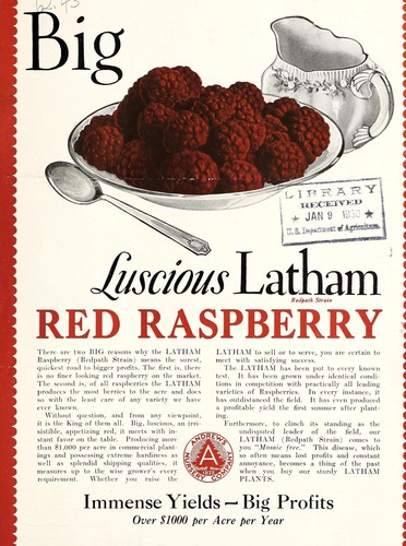Big red raspberry, luscious Latham, Redpath strain