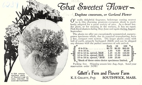 That sweetest flower