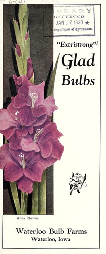 Hardy garden lilies