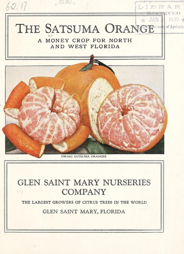 The Satsuma orange