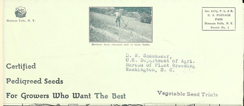 Seed wheat and rye