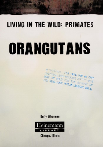 Orangutans
