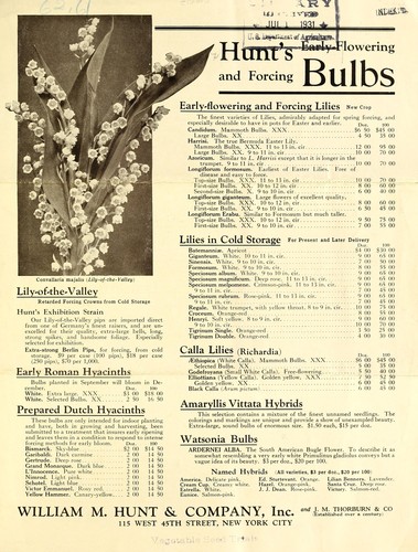 Hunt's early-flowering and forcing bulbs