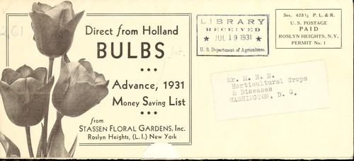 Direct from Holland bulbs