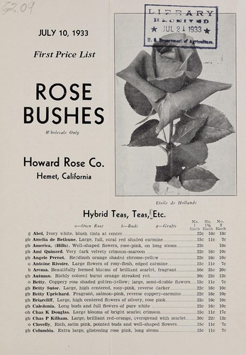 Rose bushes, wholesale only
