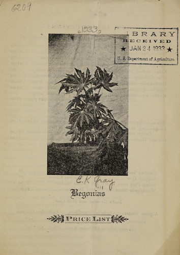 Begonias, price list