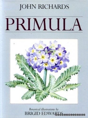 Primula