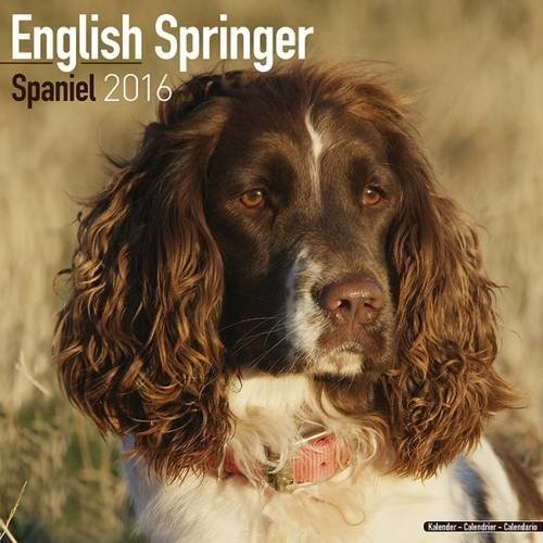 English Springer Spaniel (Euro) Calendar - Only Dog Breed English Springer Spaniel (Euro) Calendar - 2016 Wall calendars - Dog Calendars - Monthly Wall Calendar by Avonside
