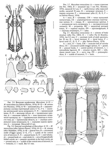 Golovokhobotnye chervi (Cephalorhyncha) mirovogo okeana
