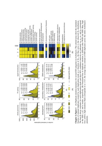 Evolution after gene duplication