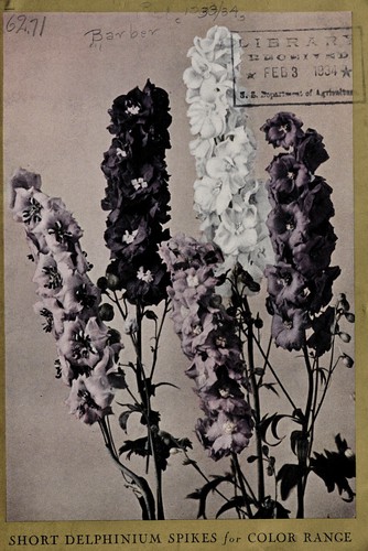 Short delphinium spikes for color range [1932-3 and 1934]