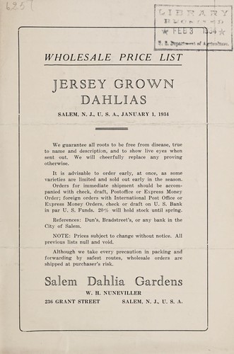 Jersey grown dahlias