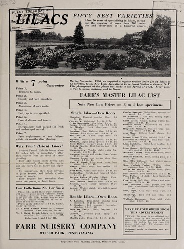 Lilacs, fifty best varieties